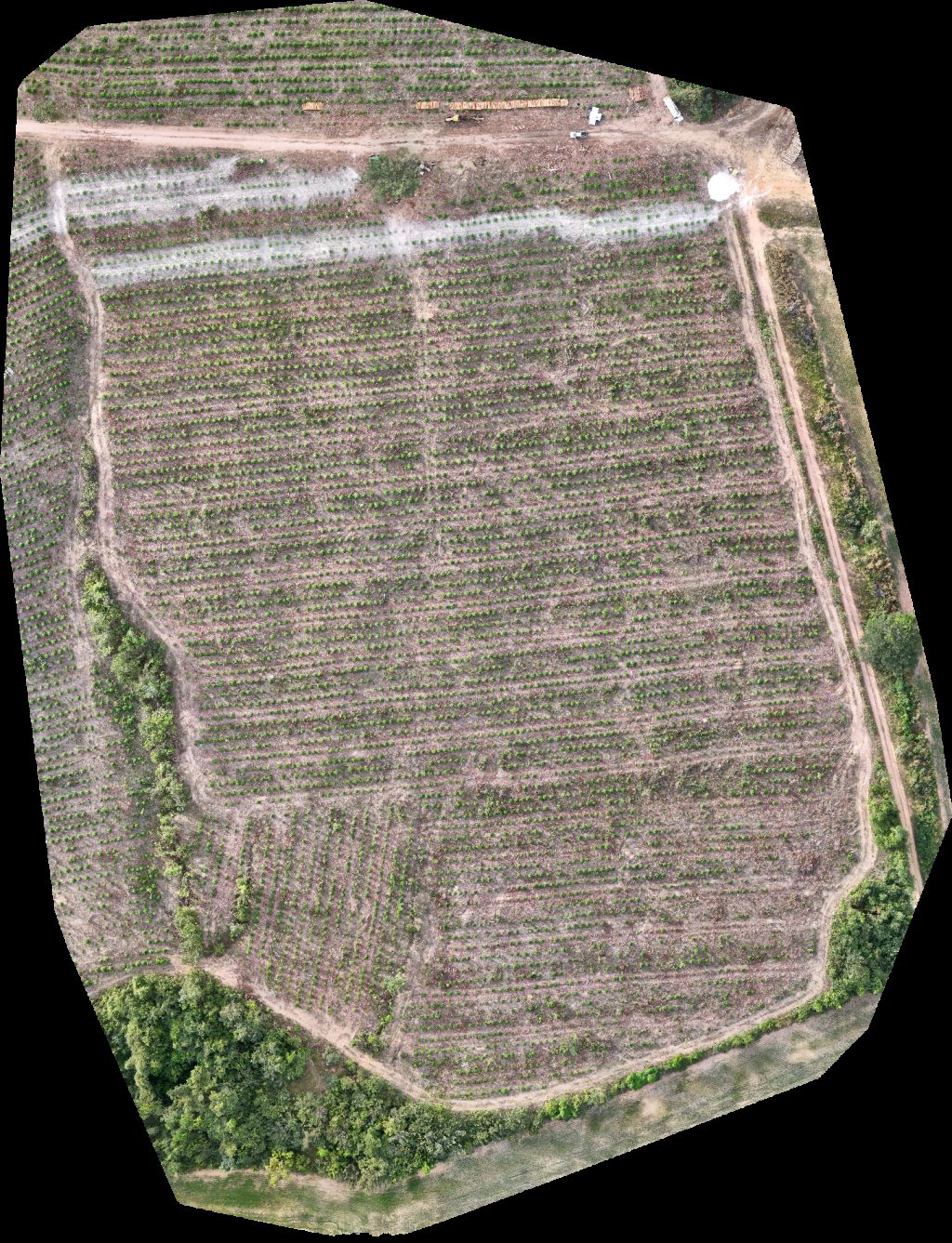 Drone map of Fazenda Bela Vista VP ECOPLANALTO FLORESTAMENTO in da prata Aerial drone map in Catalão, Go, BR