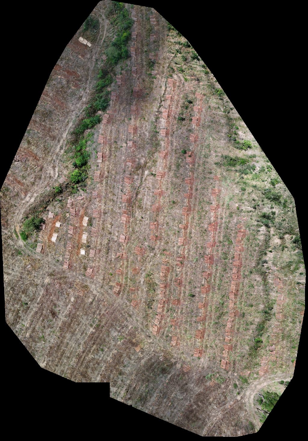 Drone map of VP ECOPLANALTO FLORESTAMENTO Fazenda Bela Vista in da prata Aerial drone map in Catalão, Go, BR