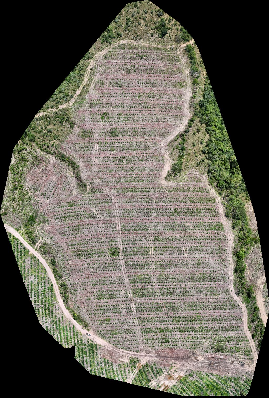 Drone map of VP ECOPLANALTO FLORESTAMENTO Fazenda Bela Vista Aerial drone map in Catalão, Go, BR