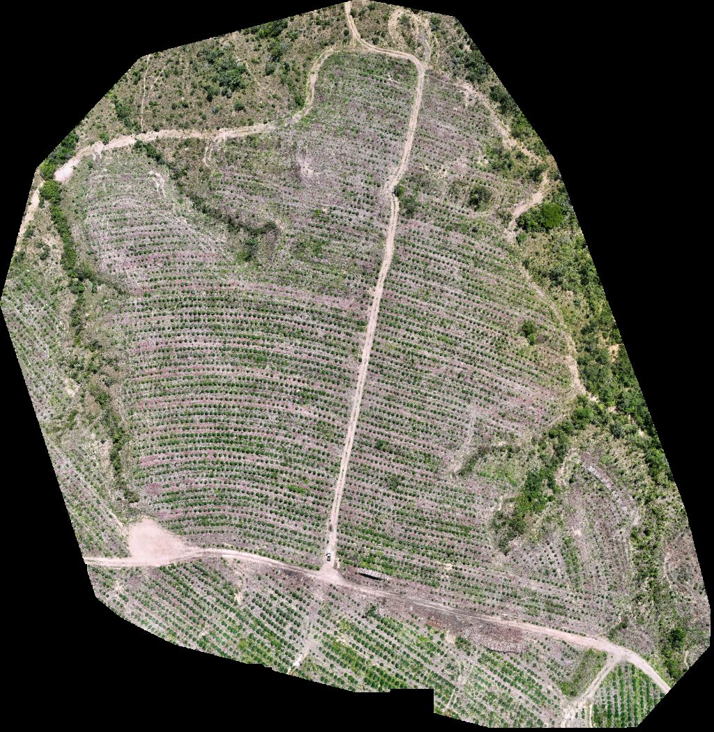 Drone map of VP ECOPLANALTO FLORESTAMENTO Fazenda Bela Vista Aerial drone map in Catalão, Go, BR