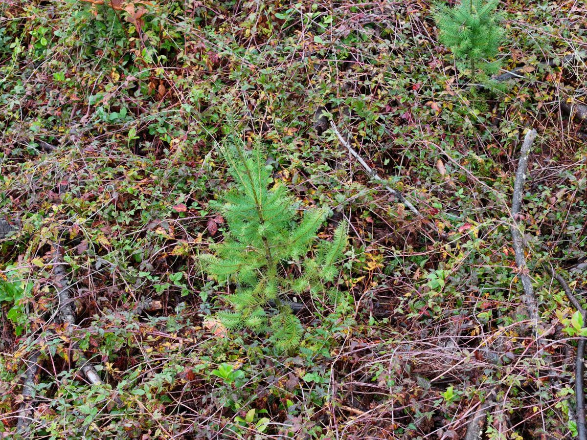 Drone 3d model of Green Trail Loon Lake Research Education Centre in mike lake Aerial drone 3d model in Maple Ridge, Bc, CA
