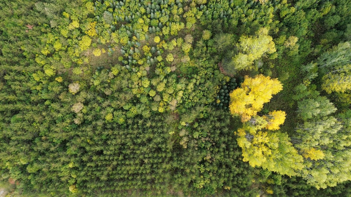 Drone 3d model of Ferme veaux fruits senc Villa Des Plants Enrg in de montbeillard Aerial drone 3d model in Rouyn-Noranda, Qc, CA