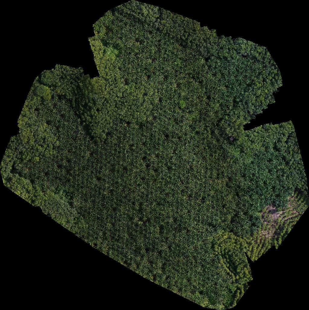 Thumbnail preview for Drone Map of Multimaderas Finca Sololá in Rio Bravo, Suchitepéquez Department, Guatemala