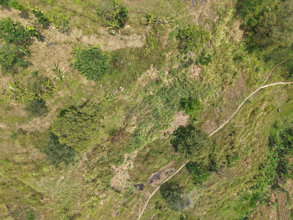 Thumbnail preview for 3D Drone Model of Latar Alas Food Spotlight Lumbang View in Pasuruan, Jawa Timur, Indonesia