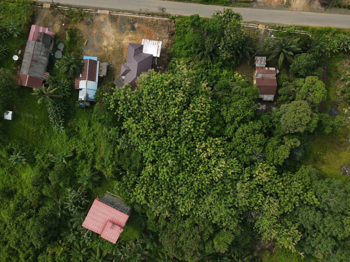 Drone 3d model of Rumah mama rahman pak madi Aerial drone 3d model in Tanah Bumbu Regency, South Kalimantan, ID
