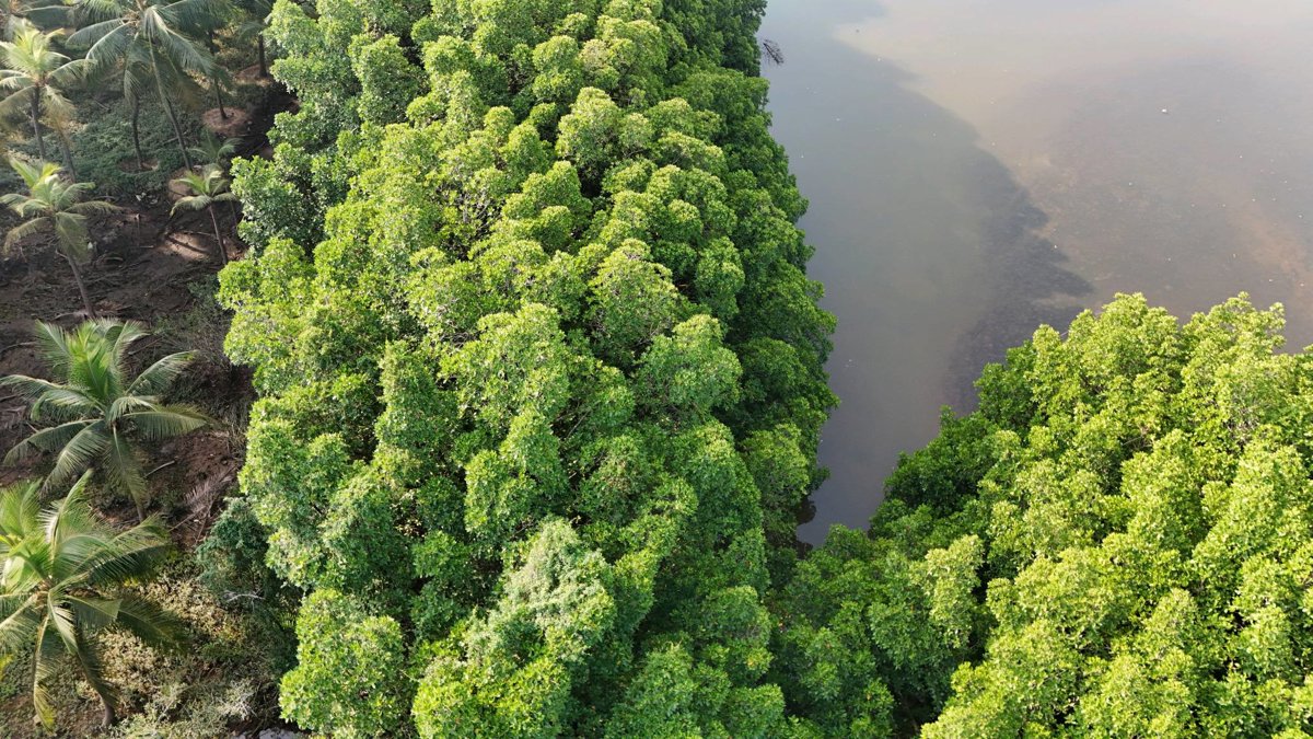 Drone 3d model of Talapady Cricket Ground Chekki Mangrove Spot Aerial drone 3d model in Someshwara, Ka, IN