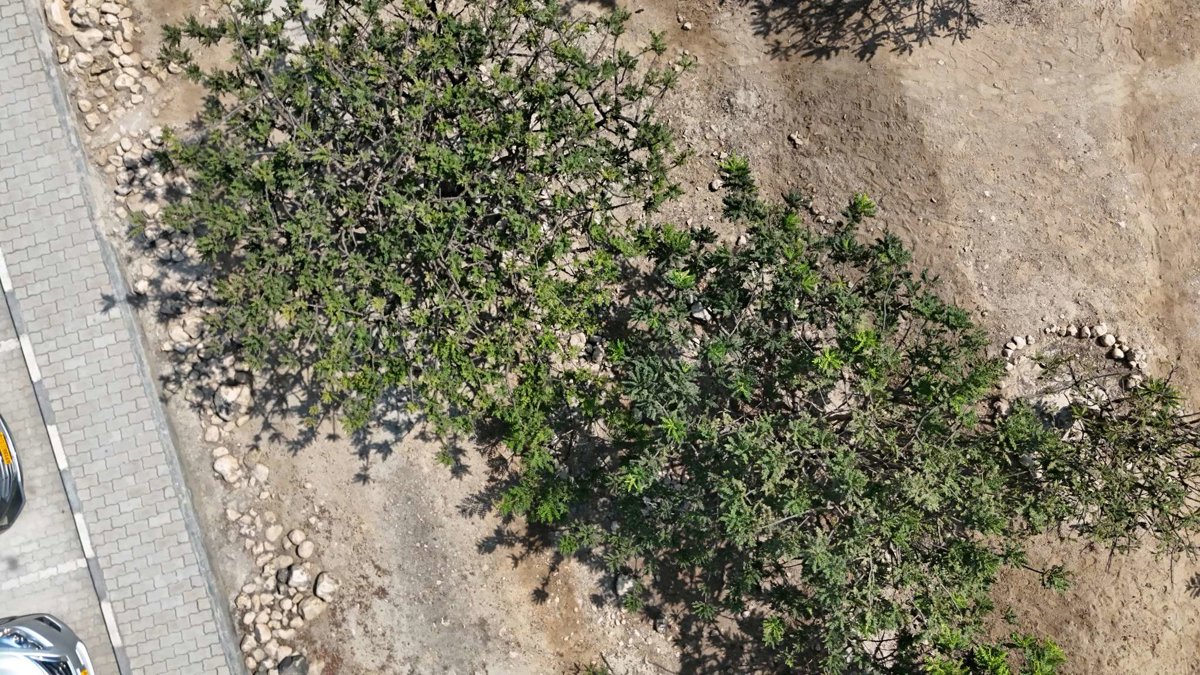 Drone 3d model of Al Baleed Archaeological Site Archeological Park in Al Balid Aerial drone 3d model in Salalah, Dhofar Governorate, OM