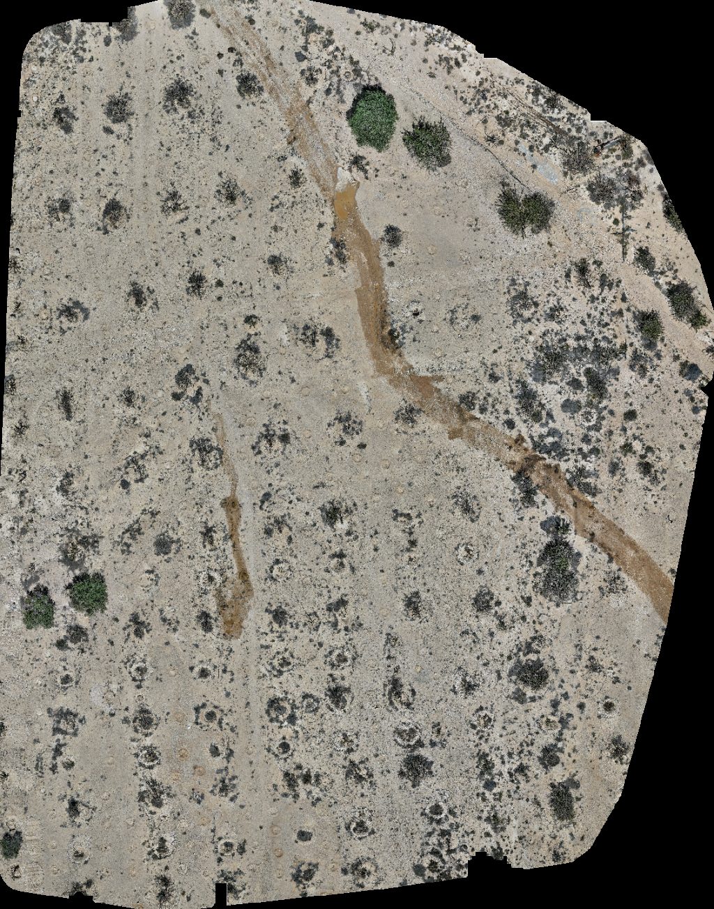 Drone map of Natural Park of Frankincense Tree Wadi Dawkah Aerial drone map in قيرون حيرتي, Region, OM