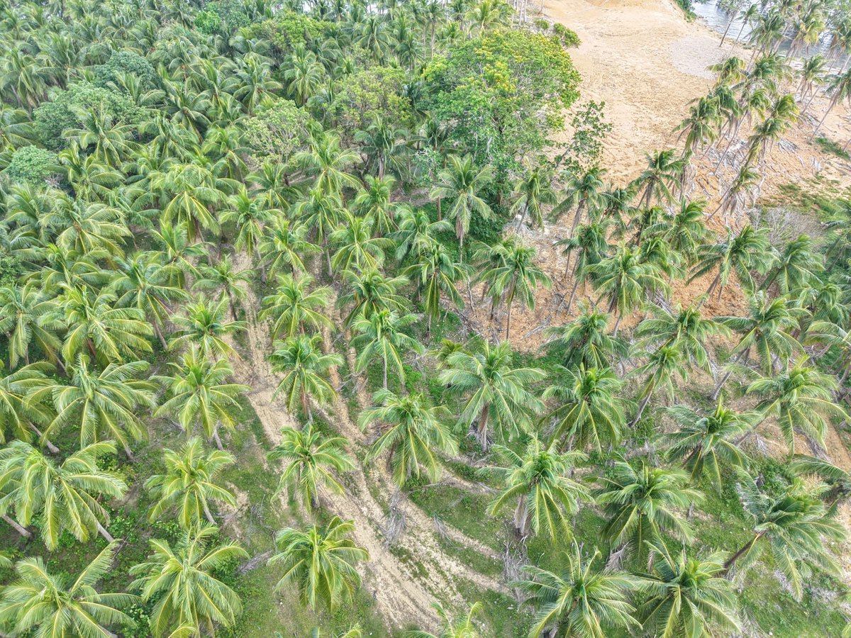 Drone 3d model of Amparo Reyes Farm Arsino s Paradise in pulong guitguit Aerial drone 3d model in Santa Elena, Bicol, PH