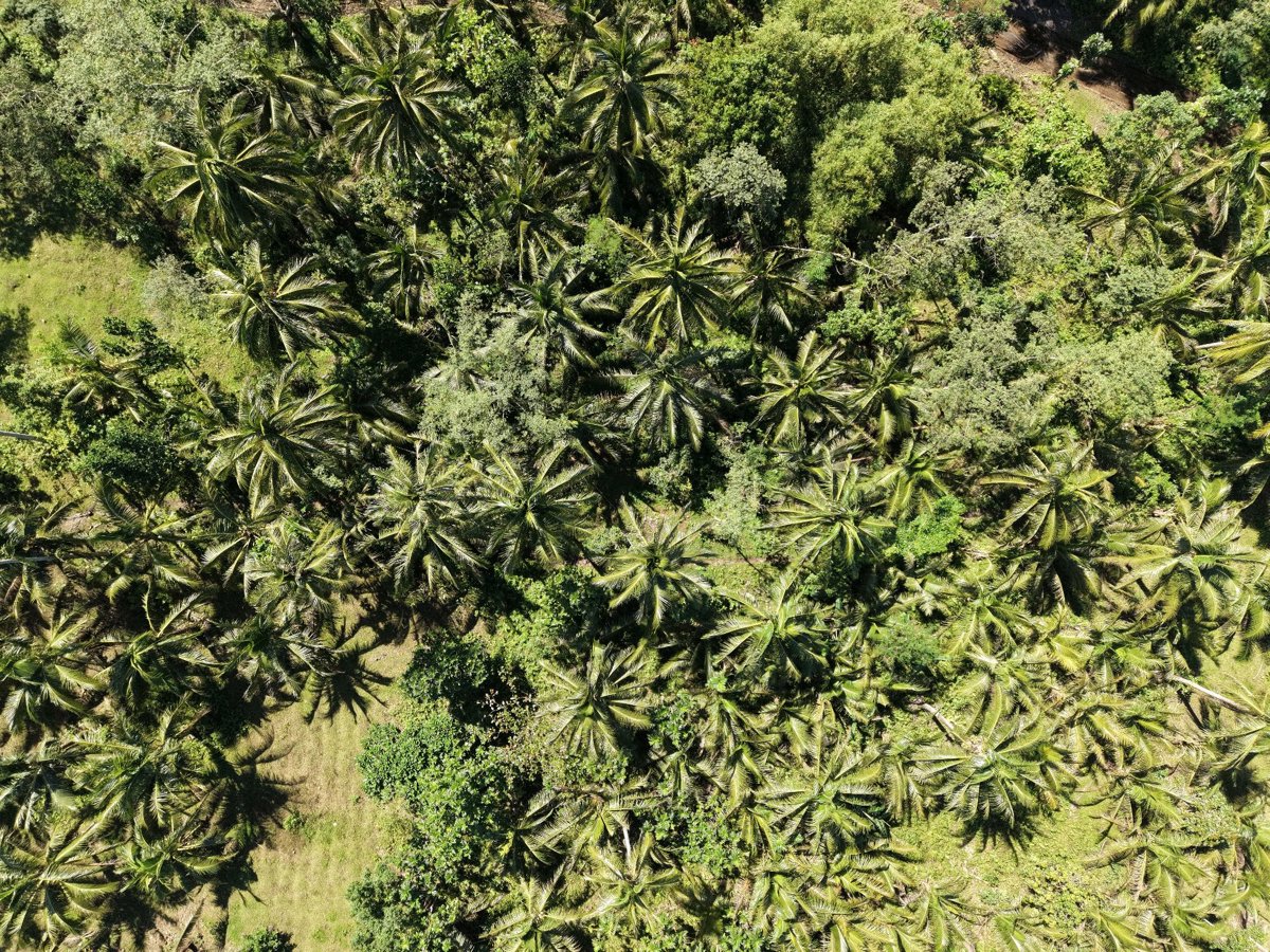 Drone 3d model of Basagan Abaca Nursery Tres Hermano Backyard Aerial drone 3d model in Tabaco City, Bicol, PH