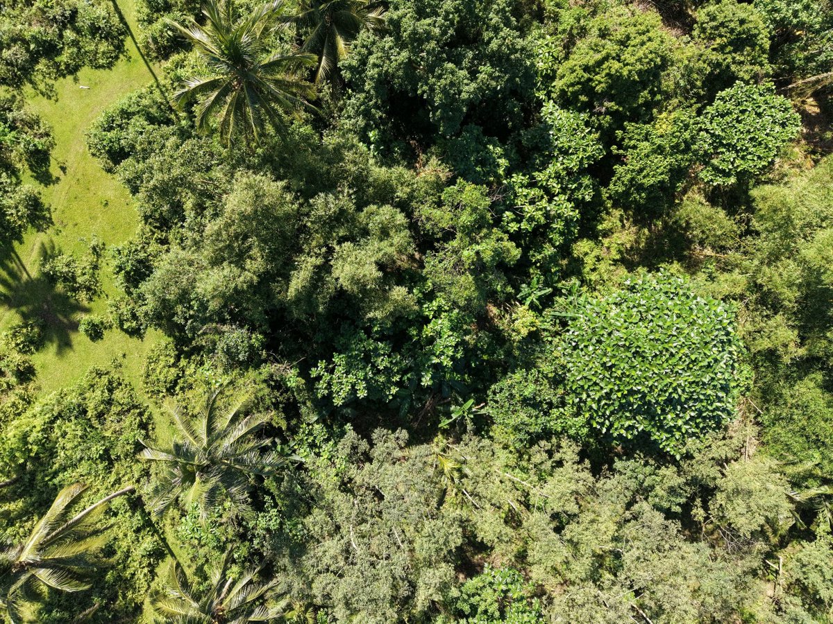 Drone 3d model of Basagan Abaca Nursery Tres Hermano Backyard in elementary school Aerial drone 3d model in Tabaco City, Bicol, PH