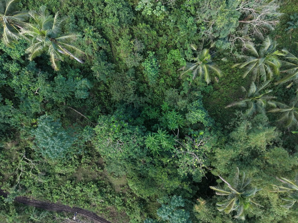 Drone 3d model of Tres Hermano Backyard Basagan Abaca Nursery in San Antonio Aerial drone 3d model in Tabaco City, Bicol, PH