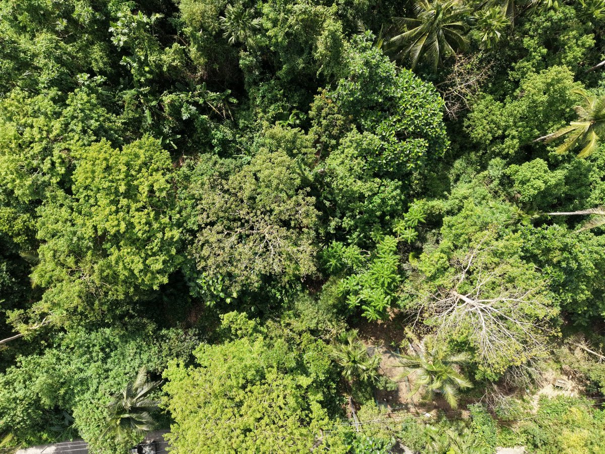 Drone 3d model of Tres Hermano Backyard Lunomiel Honey Products in San Antonio Aerial drone 3d model in Tabaco City, Bicol, PH