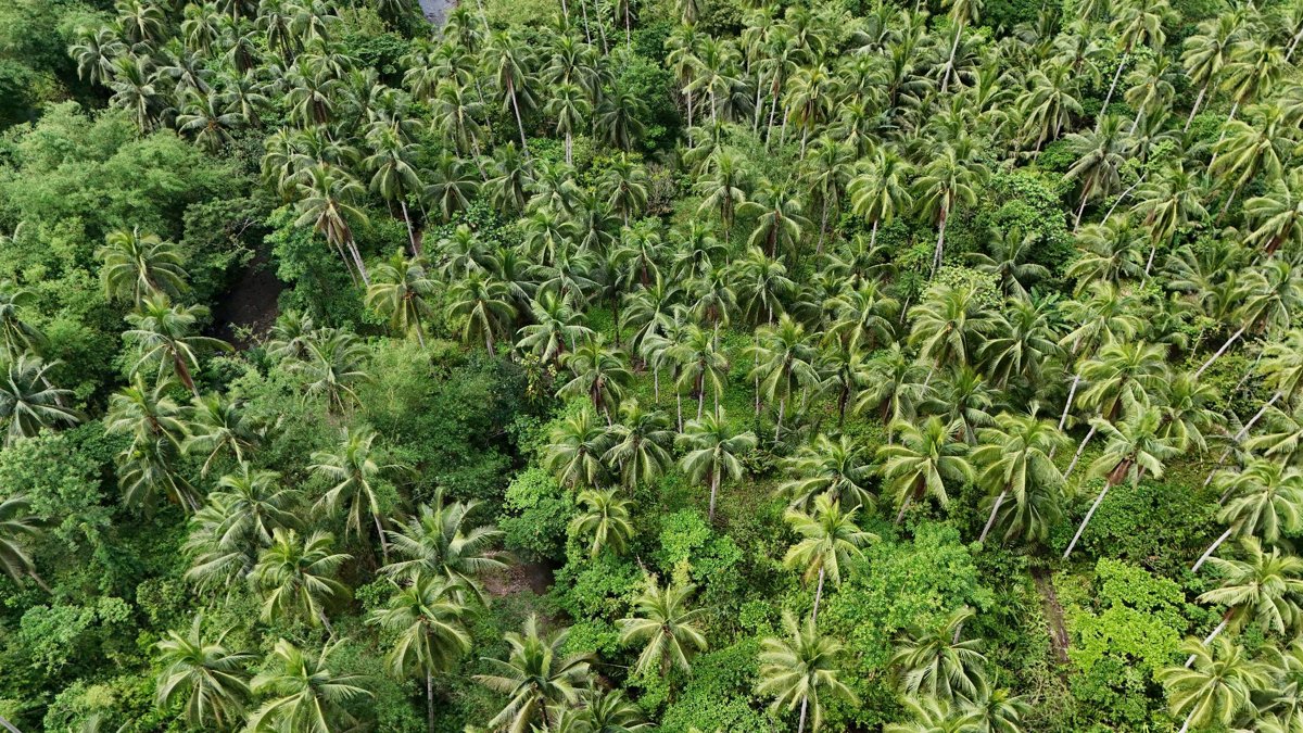 Drone 3d model of Sagmaw Feeds Supply Glen s Turmeric and Food Products in barangay hall Aerial drone 3d model in La Paz, Eastern Visayas, PH