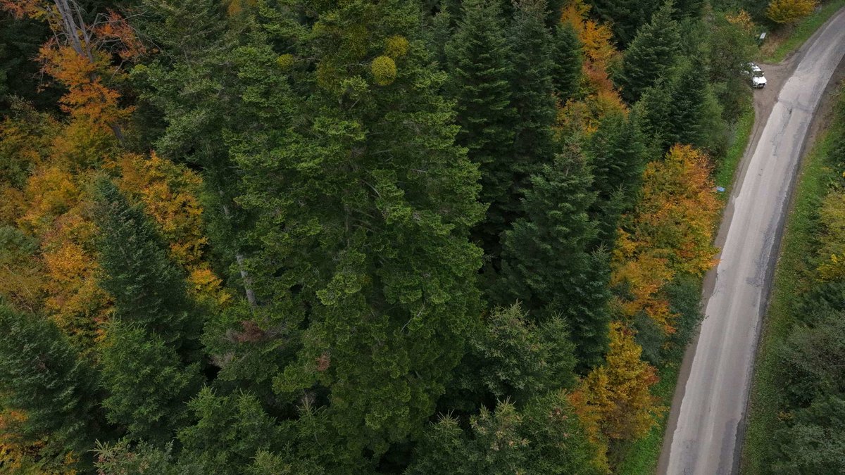 Drone 3d model of Skałki na pograniczu Gogołowa z Hutą Gogołowską Grób nn Aerial drone 3d model in Gogołów, Podkarpackie Voivodeship, PL