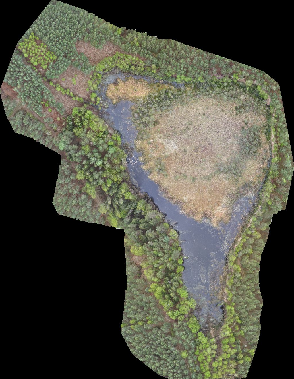 Drone map of Pomnik przyrody Dąb Napoleona in rezerwat przyrody Aerial drone map in Maleniec, Pomeranian Voivodeship, PL