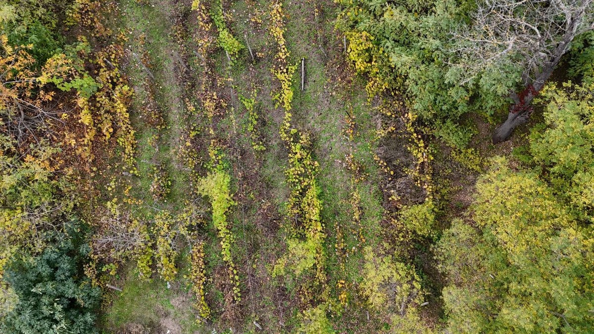 Drone 3d model of Trei Fantani Church and central cemetery in cel mare Aerial drone 3d model in Zăpodeni, Vs, RO