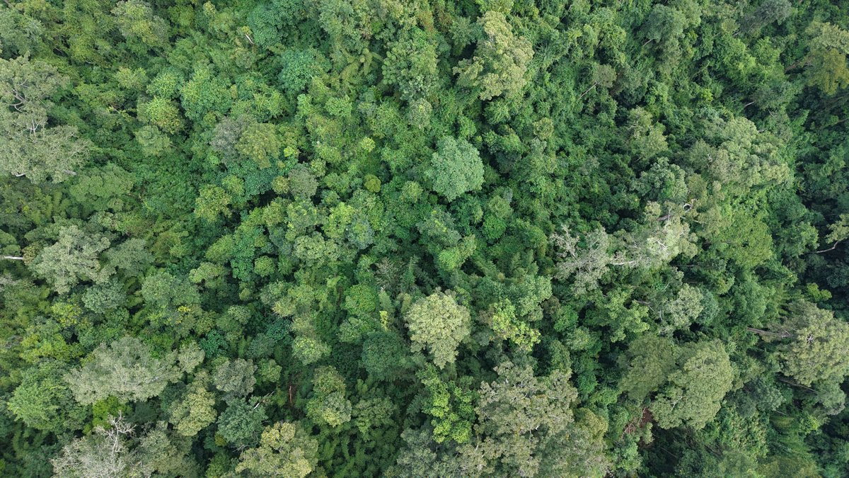 Thumbnail preview for 3D Drone Model of Wat Tham Pha Plong Doi Biosphere Reserve Office in Tambon Chiang Dao, Region, Thailand