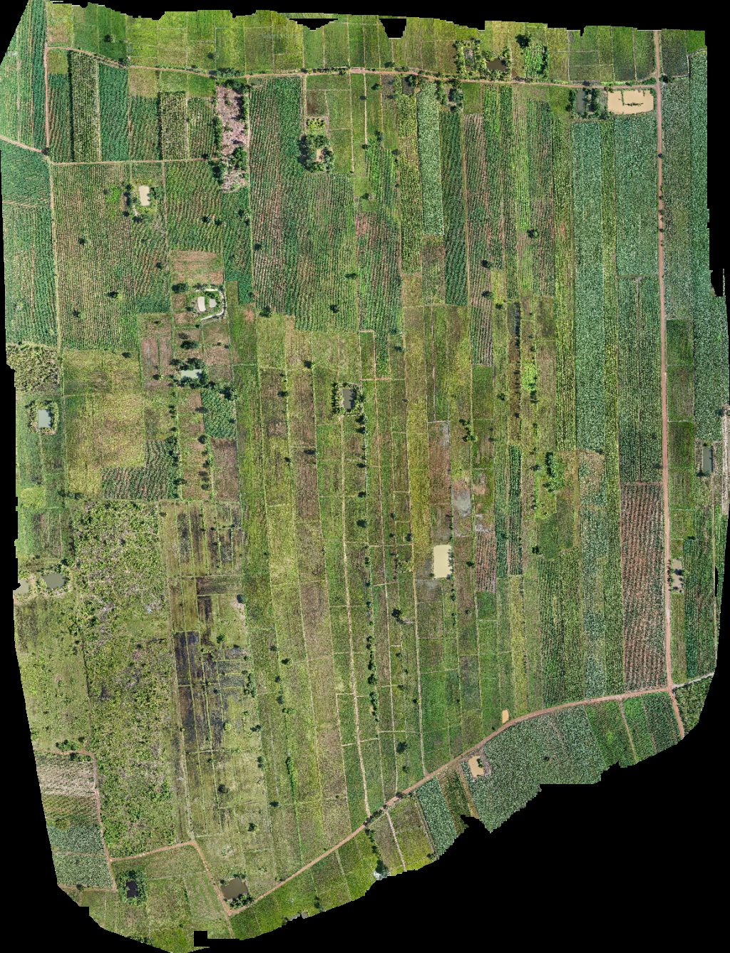 Thumbnail preview for Drone Map of Bt Farm Thippaya in Tambon Wang Bo, Chang Wat Nakhon Sawan, Thailand