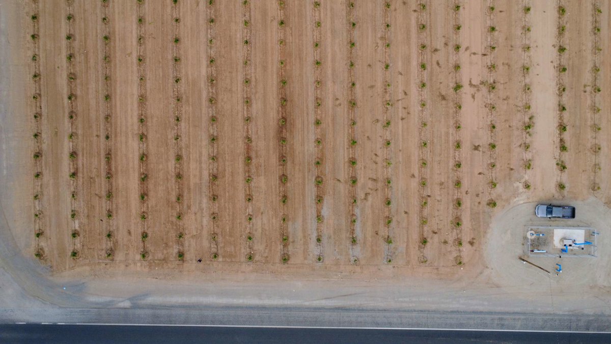 Drone 3d model of Ave 196 Rd 208 Orchard in ave 196 rd Aerial drone 3d model in Tulare County, Ca, US