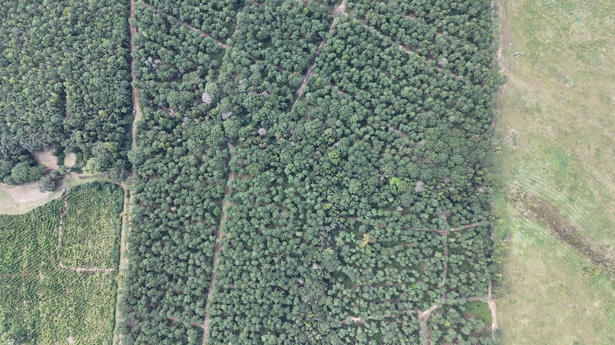 Drone 3d model of South Claiborne Water Office Case Farms Hatchery Aerial drone 3d model in Athens, La, US