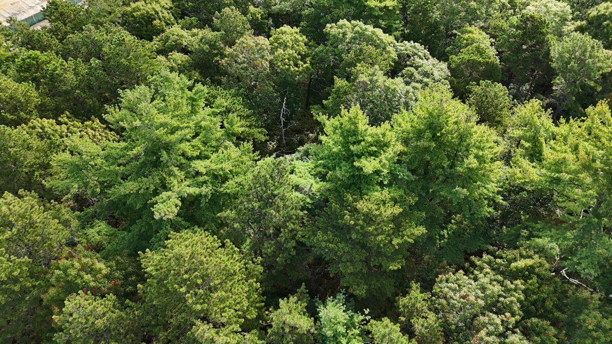 Drone 3d model of First Citizens Federal Credit Union Branch Walgreens Photo Aerial drone 3d model in Mashpee, Ma, US